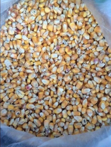 Кукуруза кормовая цельная,кг (СО) Кукуруза кормовая цельная,кг (СО)